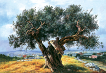 Avukatın Felsefe ile Zorunlu Bağı